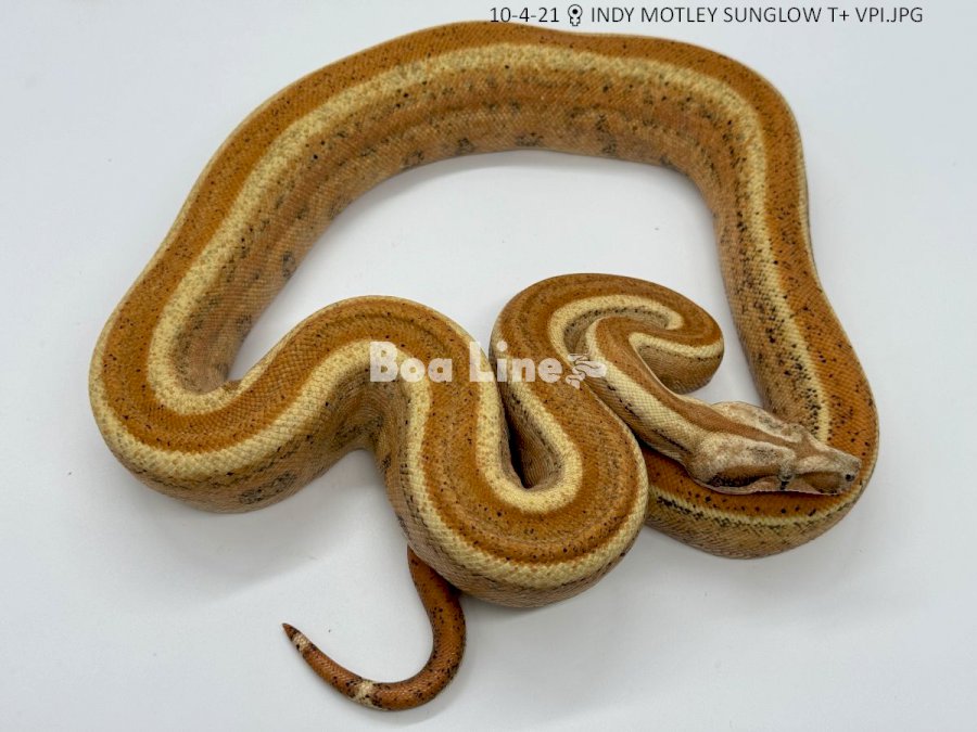 INDY MOTLEY SUNGLOW T+ VPI